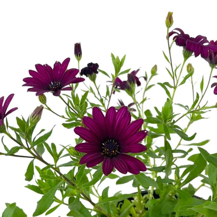 Остеоспермум Flowerpower Purple - Osteospermum Flowerpower Purple
