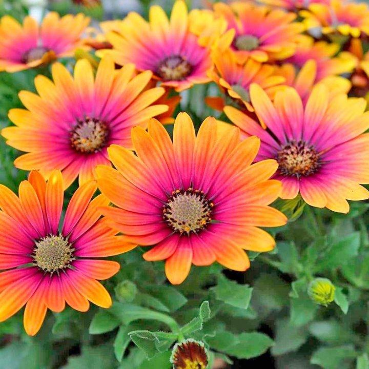 Остеоспермум Flowerpower Purple Sun - Osteospermum Flowerpower Purple Sun