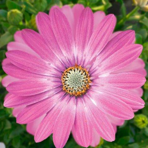 Остеоспермум Flowerpower Rose Surprise - Osteospermum Flowerpower Rose Surprise