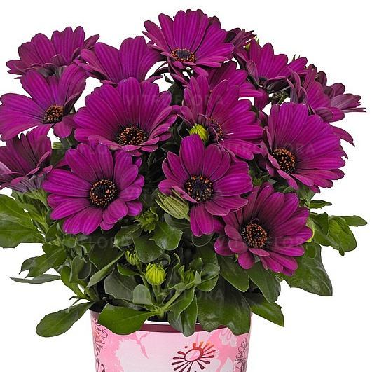 Остеоспермум Margarita Dark Purple - Osteospermum Margarita Dark Purple