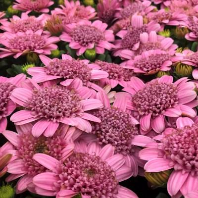 Остеоспермум Margarita Double Pink - Osteospermum Margarita Double Pink