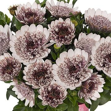 Остеоспермум махровый белый - Osteospermum Margarita Double White