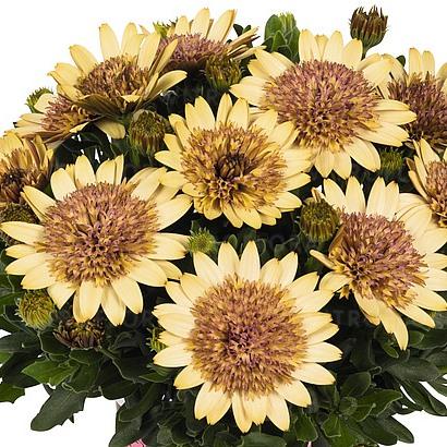 Остеоспермум махровый желтый - Osteospermum Margarita Double Yellow