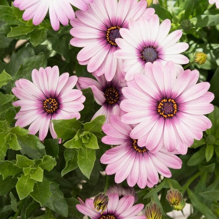 Остеоспермум Margarita Eclipse - Osteospermum Margarita Eclipse