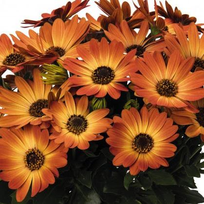 Остеоспермум желто-оранжевый - Osteospermum Margarita Orange Flare