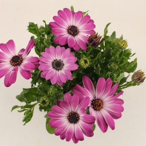 Остеоспермум Margarita Pink Flare - Osteospermum Margarita Pink Flare