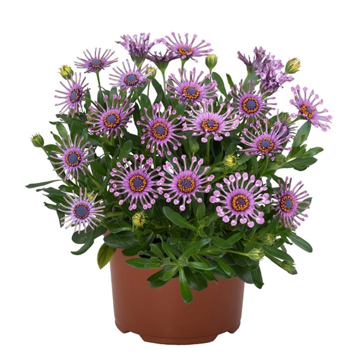 Остеоспермум Margarita Pink Spoon - Osteospermum Margarita Pink Spoon