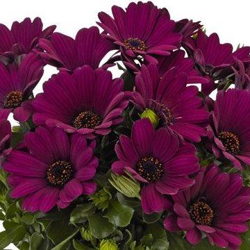 Остеоспермум пурпурный - Osteospermum Margarita Purple