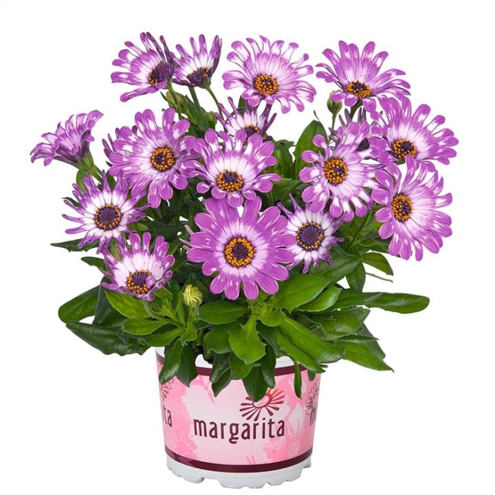 Остеоспермум Margarita Purple Spoon - Osteospermum Margarita Purple Spoon