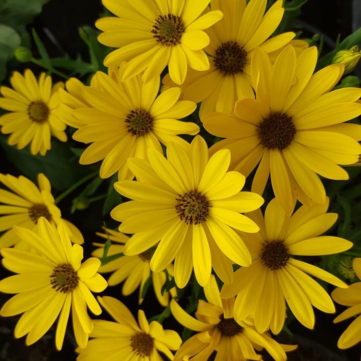 Остеоспермум желтый - Osteospermum Margarita Yellow