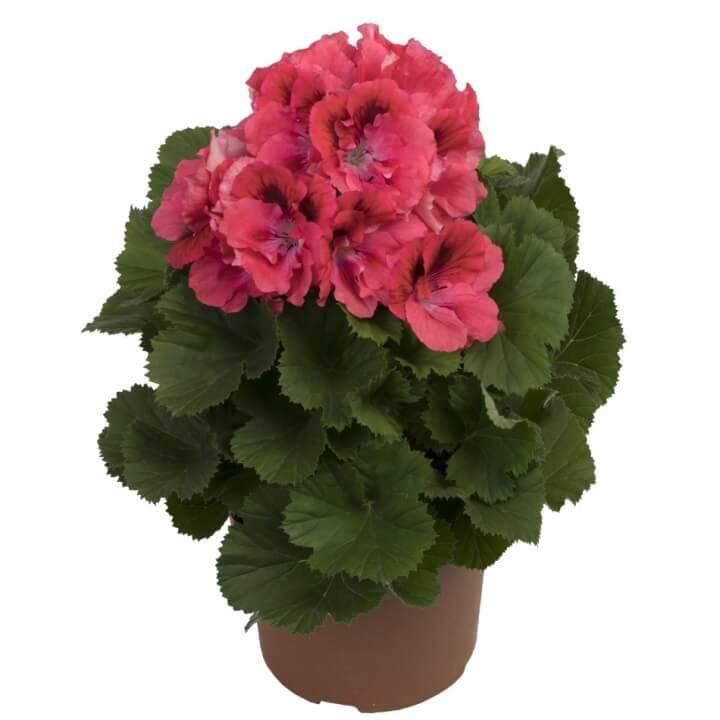 Пеларгония королевская (крупноцветковая, английская) коралловая - Pelargonium Grandiflorum Elegance Femke