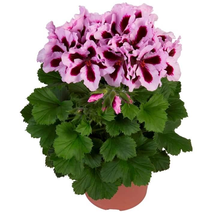 Пеларгония королевская (крупноцветковая, английская) пурпурно-белая - Pelargonium Grandiflorum Elegance Patricia