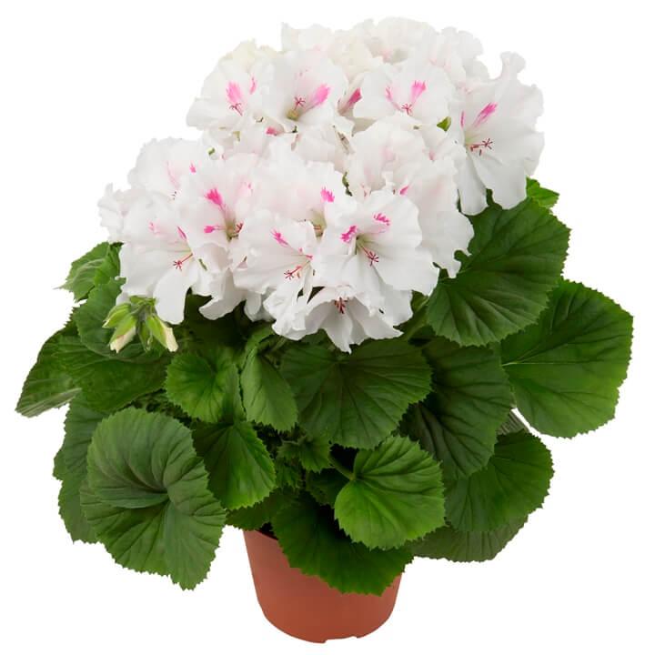 Пеларгония королевская (крупноцветковая, английская) белая - Pelargonium Grandiflorum Jasmin