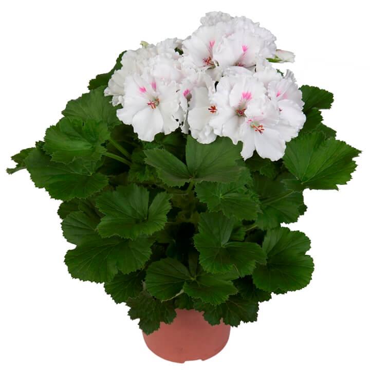 Пеларгония королевская (крупноцветковая, английская) белая - Pelargonium Grandiflorum Mona Lisa White