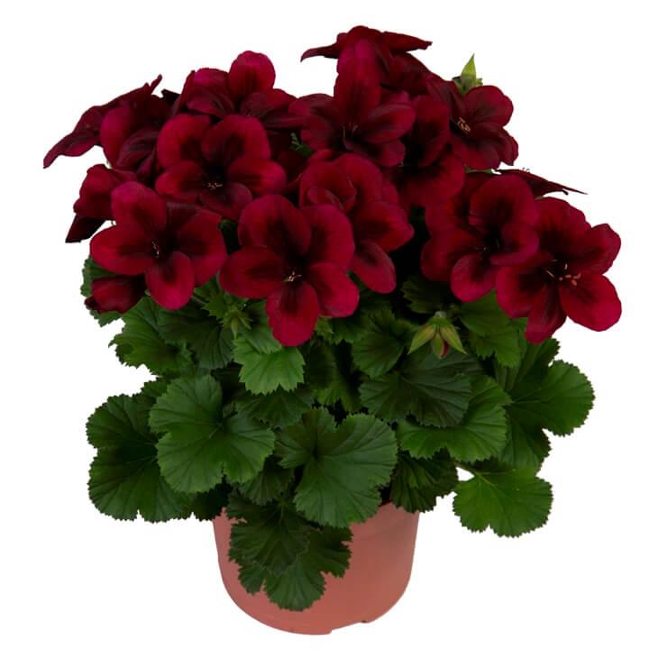 Пеларгония королевская (крупноцветковая, английская) вишневая - Pelargonium Grandiflorum Regalia Chocolate