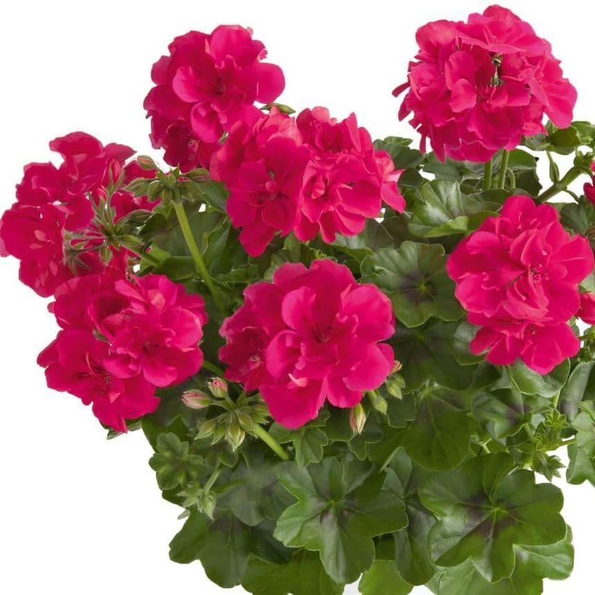 Пеларгония ампельная ярко-розовая - Pelargonium Peltatum Sunflorix Hot Pink