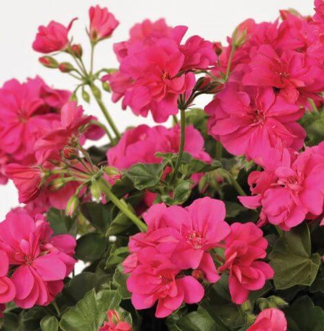 Пеларгония ампельная розовая - Pelargonium Peltatum Sunflorix Pink