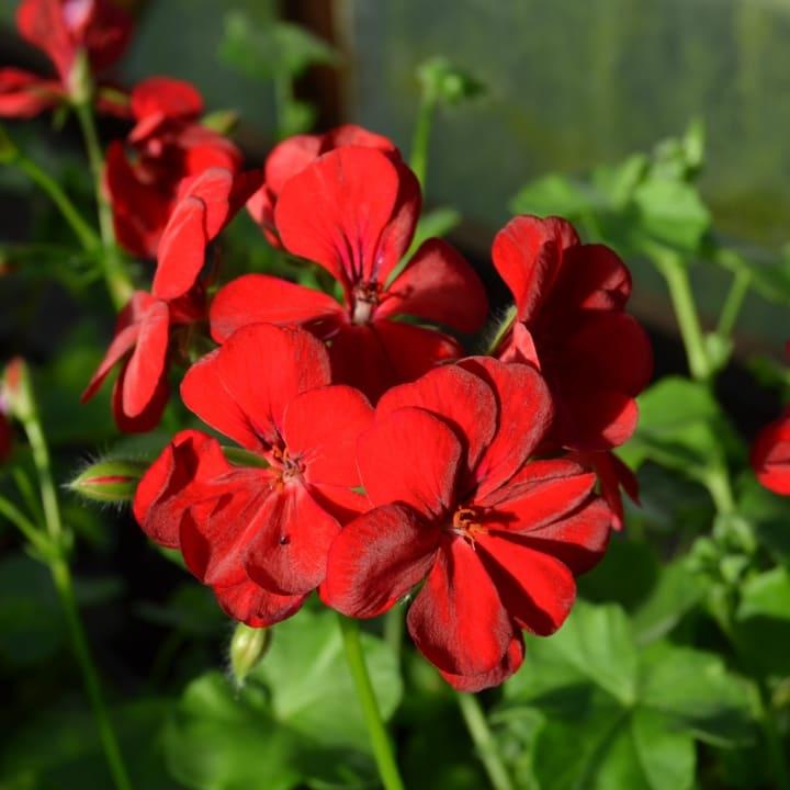 Пеларгония ампельная красная - Pelargonium Peltatum Sunflorix Red