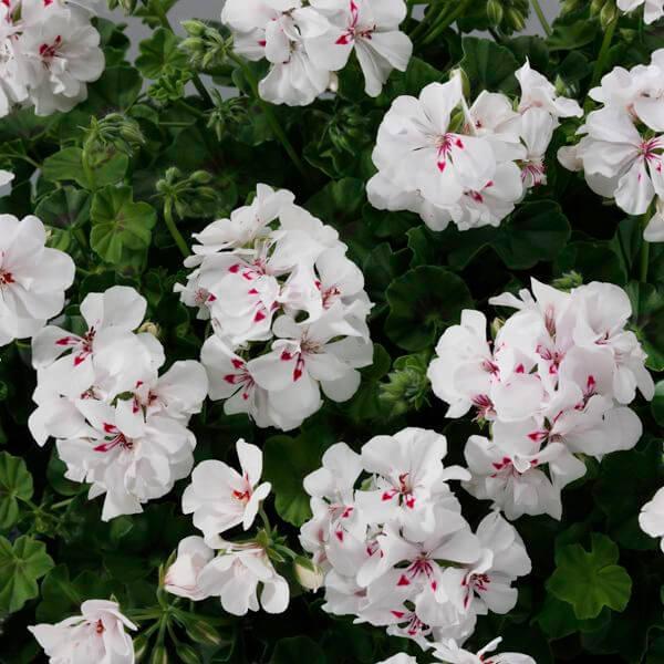 Пеларгония ампельная белая - Pelargonium Peltatum Sunflorix White