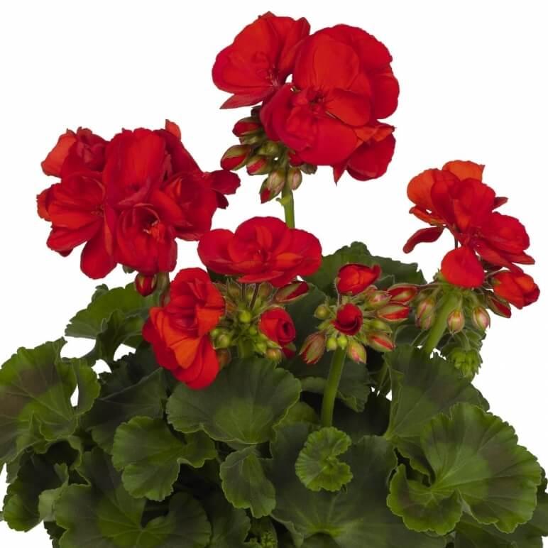 Пеларгония зональная красная - Pelargonium Zonale Green Idols True Red