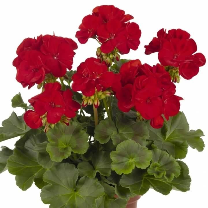 Пеларгония зональная темно-красная - Pelargonium Zonale Robina