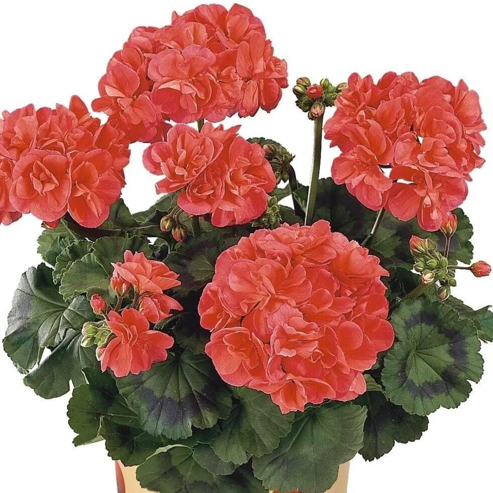 Пеларгония зональная кораллово-красная - Pelargonium Zonale Savannah Coral