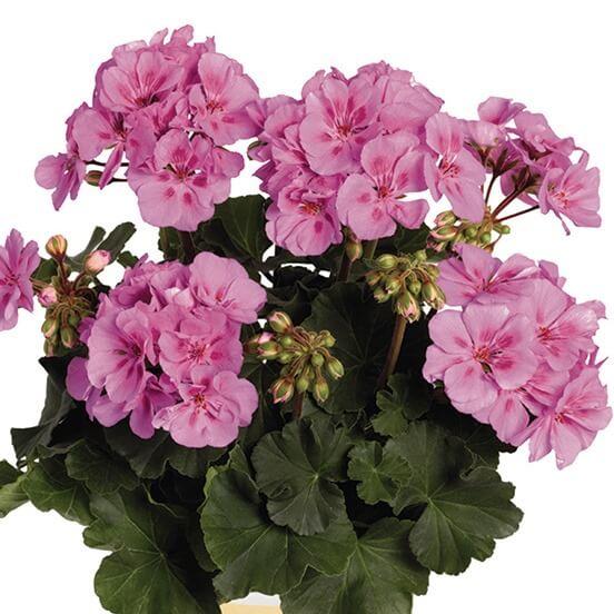 Пеларгония лавандовая с фиолетовой серединкой - Pelargonium Zonale Savannah Lavender Splash