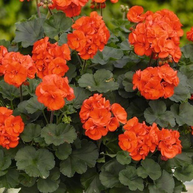 Пеларгония зональная оранжево-красная - Pelargonium Zonale Savannah Oh so Orange