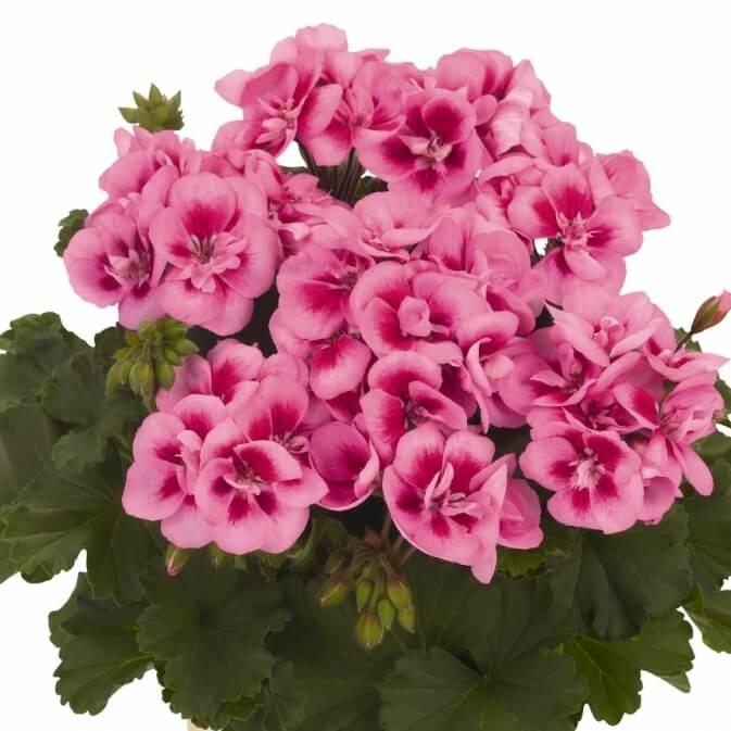 Пеларгония зональная розовая с темной серединкой - Pelargonium Zonale Savannah Pink Mega Splash