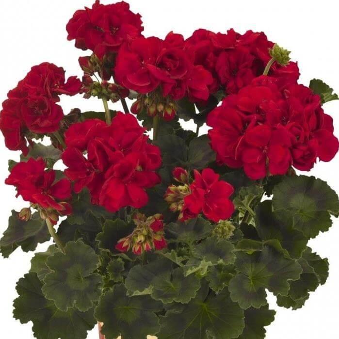 Пеларгония зональная темно-красная - Pelargonium Zonale Savannah Really Red