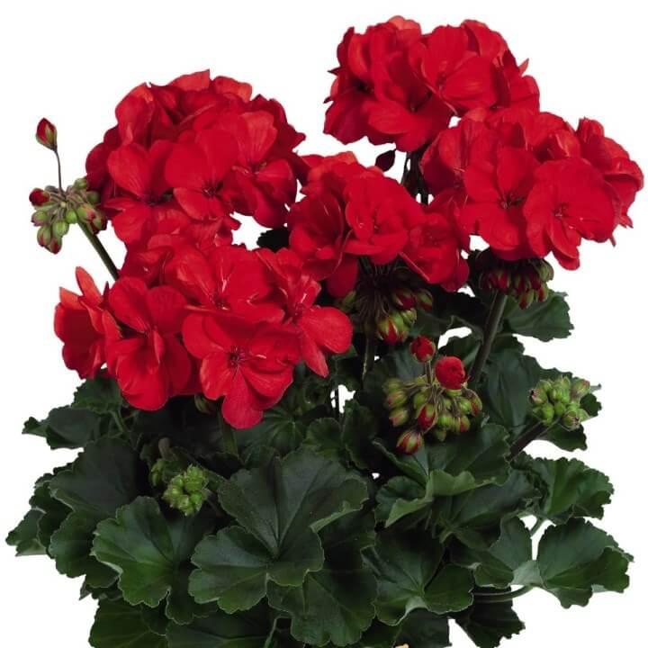 Пеларгония зональная красная - Pelargonium Zonale Savannah Red