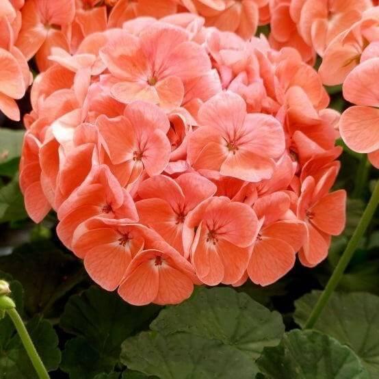 Пеларгония зональная оранжевая - Pelargonium Zonale Savannah Salmon