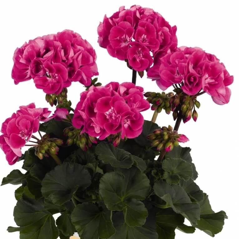 Пеларгония зональная темно-розовая с глазком - Pelargonium Zonale Savannah TexMex Hot Pink