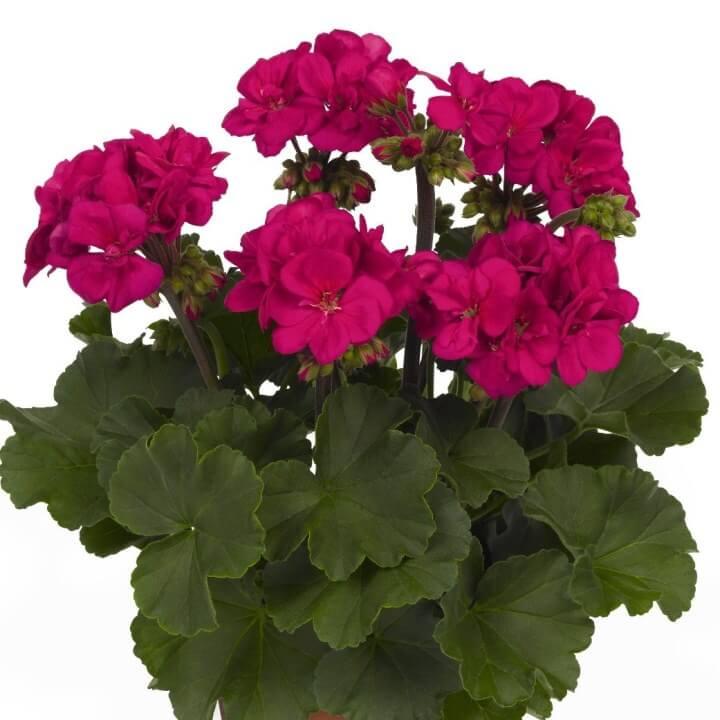 Пеларгония зональная пурпурная - Pelargonium Zonale Savannah Violet