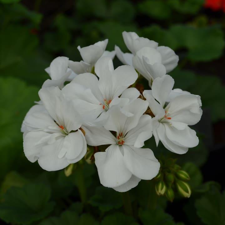 Пеларгония зональная белая - Pelargonium Zonale Savannah White