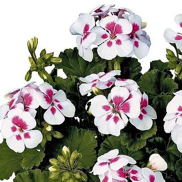 Пеларгония зональная белая с розовой серединкой - Pelargonium Zonale Savannah White Parfait