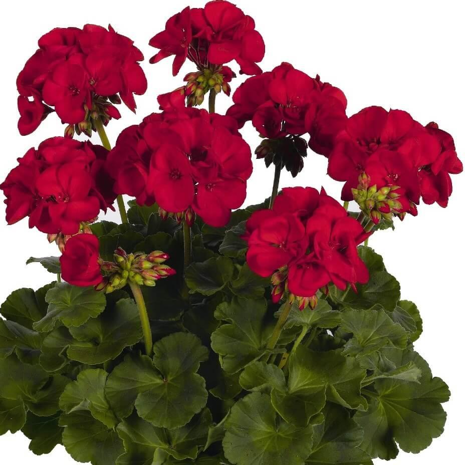 Пеларгония зональная темно-красная - Pelargonium Zonale Survivor Dark Red