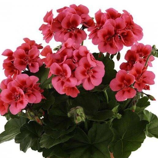 Пеларгония зональная коралловая с глазком - Pelargonium Zonale Trendix Dark Green Hot Coral