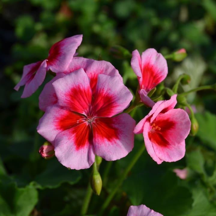 Пеларгония зональная розовая с красной серединкой - Pelargonium Zonale Trendix Dark Green Pink Eye