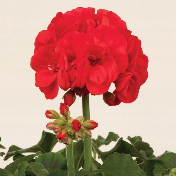 Пеларгония зональная красная - Pelargonium Zonale Trendix Dark Green Red