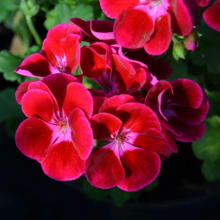 Пеларгония зональная бордовая с розовой серединкой - Pelargonium Zonale Trendix Dark Green Red Eye