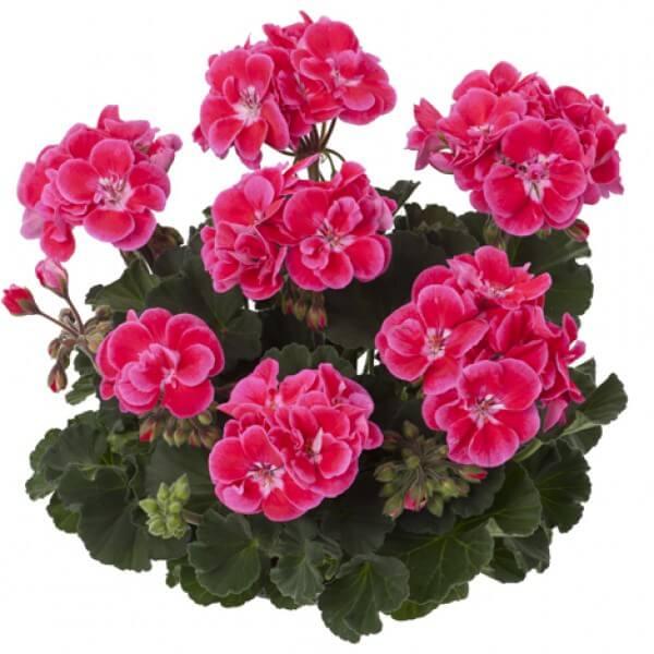 Пеларгония зональная розовая с глазком - Pelargonium Zonale Trendix Dark Green Rose Eye