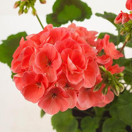 Пеларгония зональная лососевая - Pelargonium Zonale Trendix Dark Green Salmon