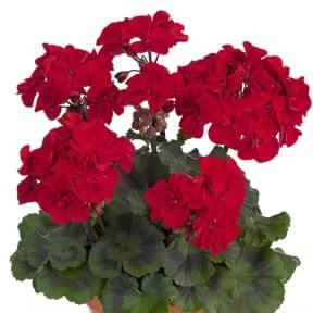 Пеларгония зональная темно-красная - Pelargonium Zonale Trendix Dark Green True Dark Red