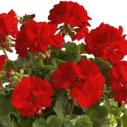 Пеларгония зональная темно-красная - Pelargonium Zonale Trendix Dark Red