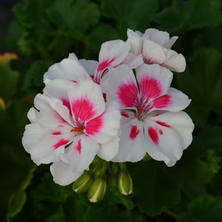 Пеларгония зональная белая с розовой серединкой - Pelargonium Zonale Trendix Pink Eye