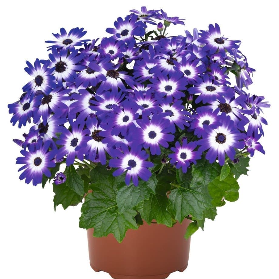 Перекалис Mandala Blue Bicolor - Pericallis Mandala Blue Bicolor