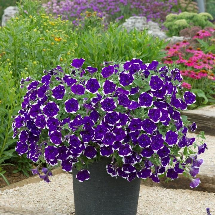 Петуния Alpetunia Glacier Sky - Petunia Alpetunia Glacier Sky