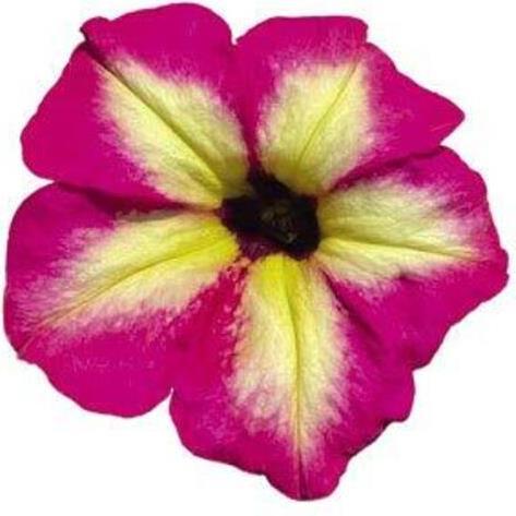 Петуния Alpetunia Magenta Yellow Star - Petunia Alpetunia Magenta Yellow Star