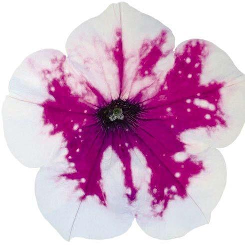 Петуния Alpetunia Purple White Sky - Petunia Alpetunia Purple White Sky
